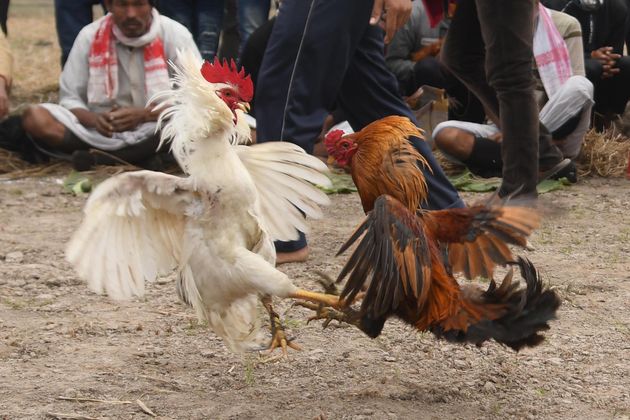 Roosters attack each other during a cockfight as part of Udpur festival near Dharamtul in Morigaon District of Assam , India on Jan 19,2021