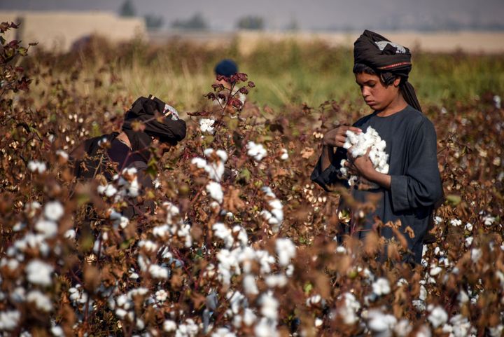 コットンを収穫する子どもの労働者（アフガニスタン）＝2019年12月、AVED TANVEER / AFP