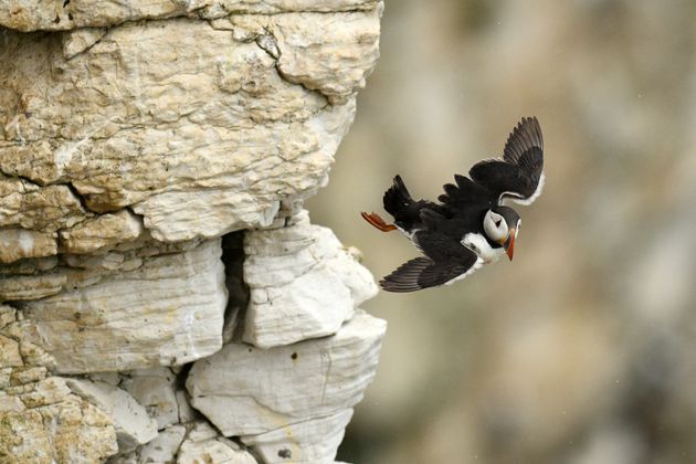 Le Macareux moine est menacé de disparition en France