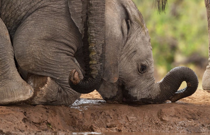 African Lion Safari in Cambridge, Ont. was deemed the worst North American zoo for elephant treatment.