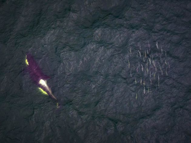 A southern resident killer whale swims past a school of salmon near the Fraser River, B.C. in this undated...