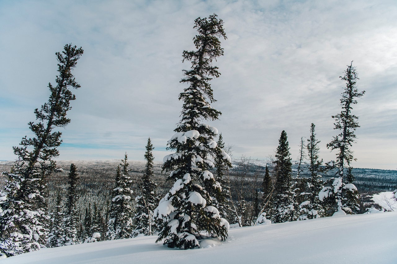 Trees covered in snow in the Thaidene Nëné Indigenous Protected Area.