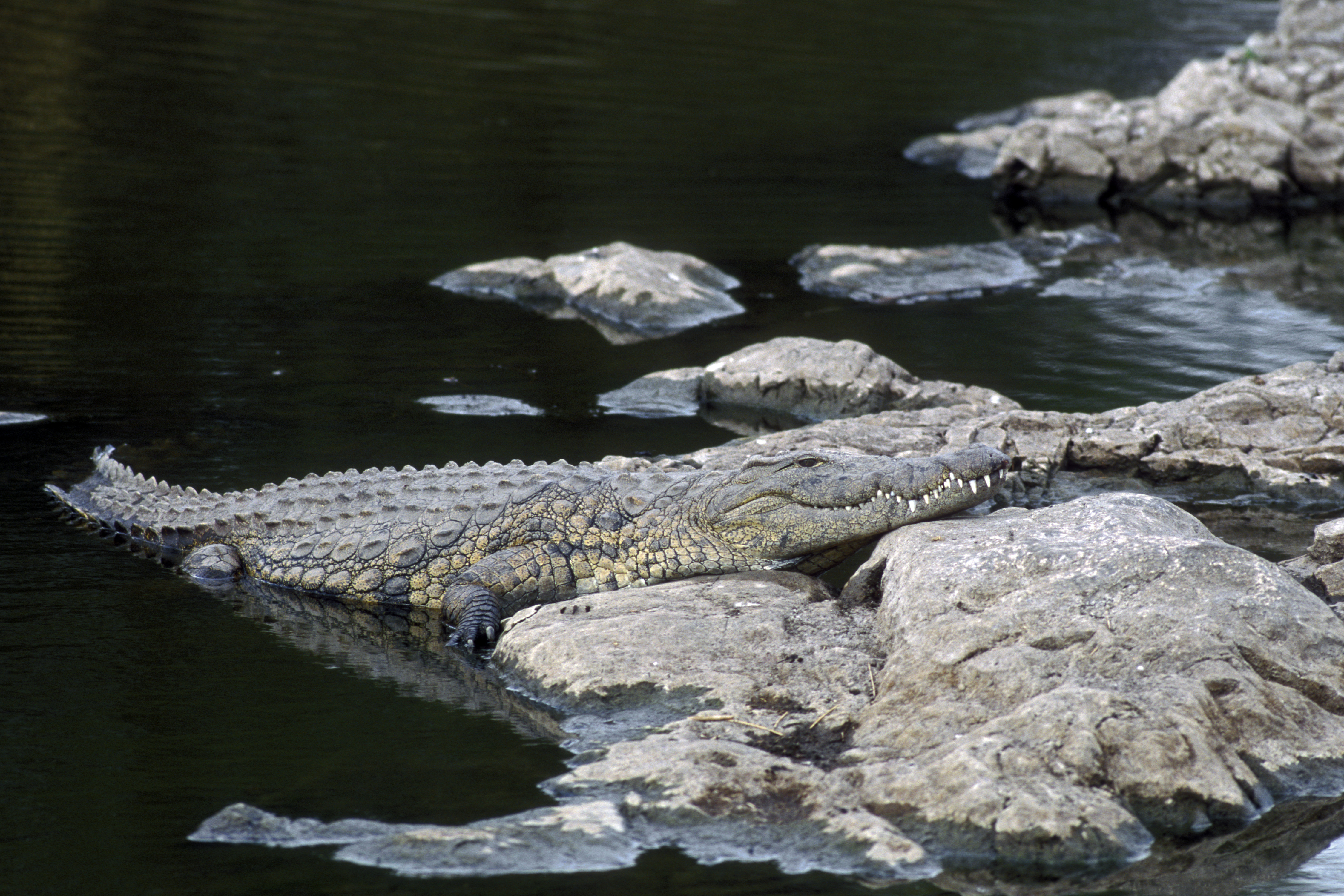 En Afrique du Sud, la police sur les traces d'une bande de crocodiles évadés