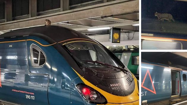 危ない 電車の上にネコが 救出大作戦に2時間半 ハフポスト 危ない 電車の上にネコが 救出大作戦に2時間半 ハフポスト