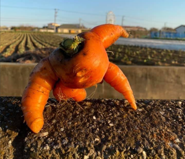 歩いてる 強そうなニンジンに 元気出た の声 画像集 ハフポスト