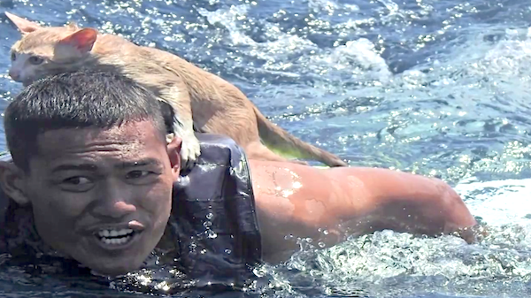 Thai Navy Conducts Purrfect Rescue Of Cats Trapped On Sinking Ship