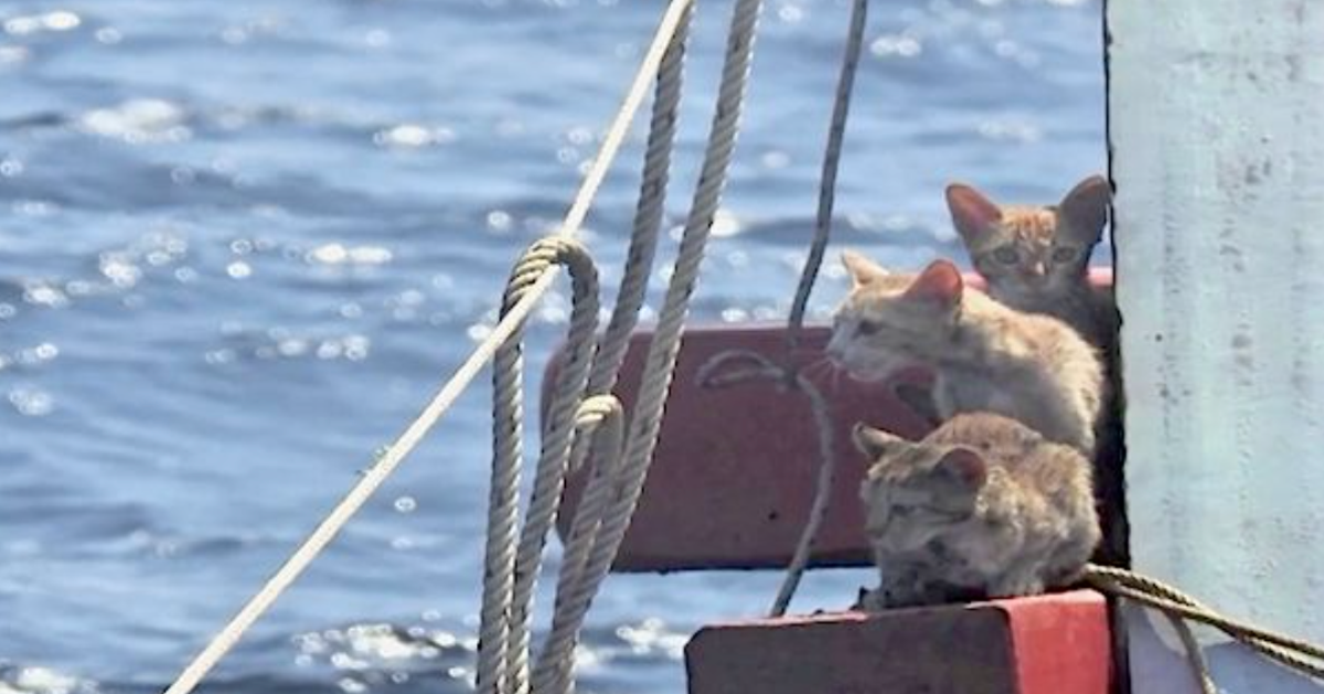 Спасение и забот. Кот моряк спасенный. спасение моряков. серый кот в тонущей лодке. яхта брошенная будва.
