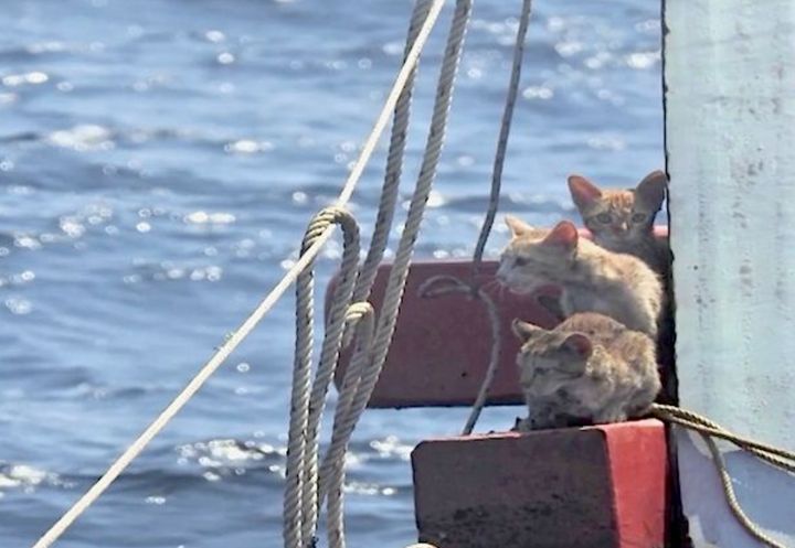 After the crew was removed from the capsized boat, the Thai Navy sailors noticed four ginger cat huddled together on a wooden beam.