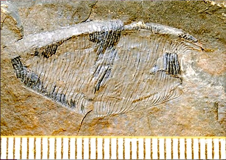 大沢層で見つかった嚢頭類の化石