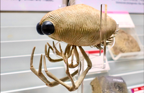 キタカミカリス ウタツエンシス 嚢頭類 化石 南三陸 幻✨️ 宇宙から来たの？ 南三陸町の新種化石、復元模型がキモかわいい【画像
