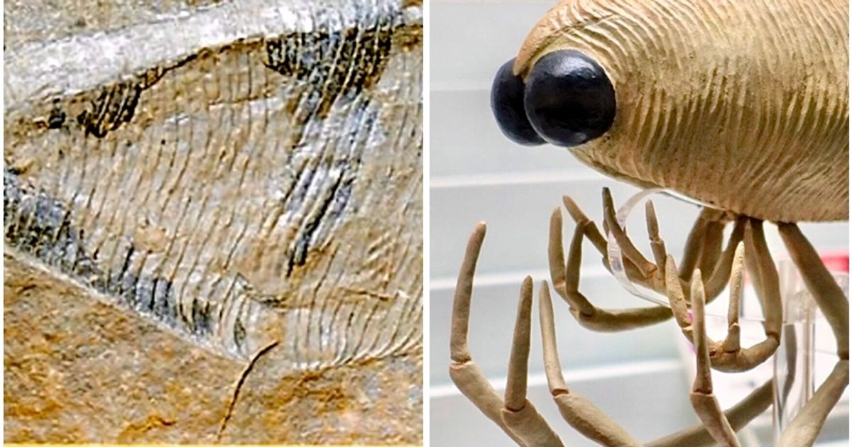 宇宙から来たの？ 南三陸町の新種化石、復元模型がキモかわいい【画像集】
