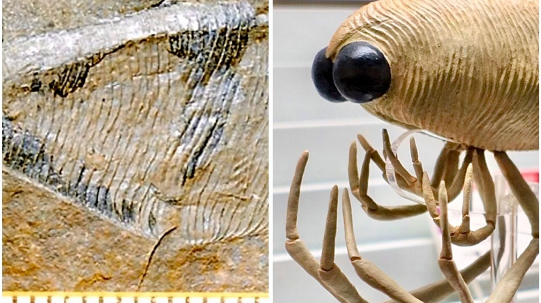 宇宙から来たの 南三陸町の新種化石 復元模型がキモかわいい 画像集 ハフポスト