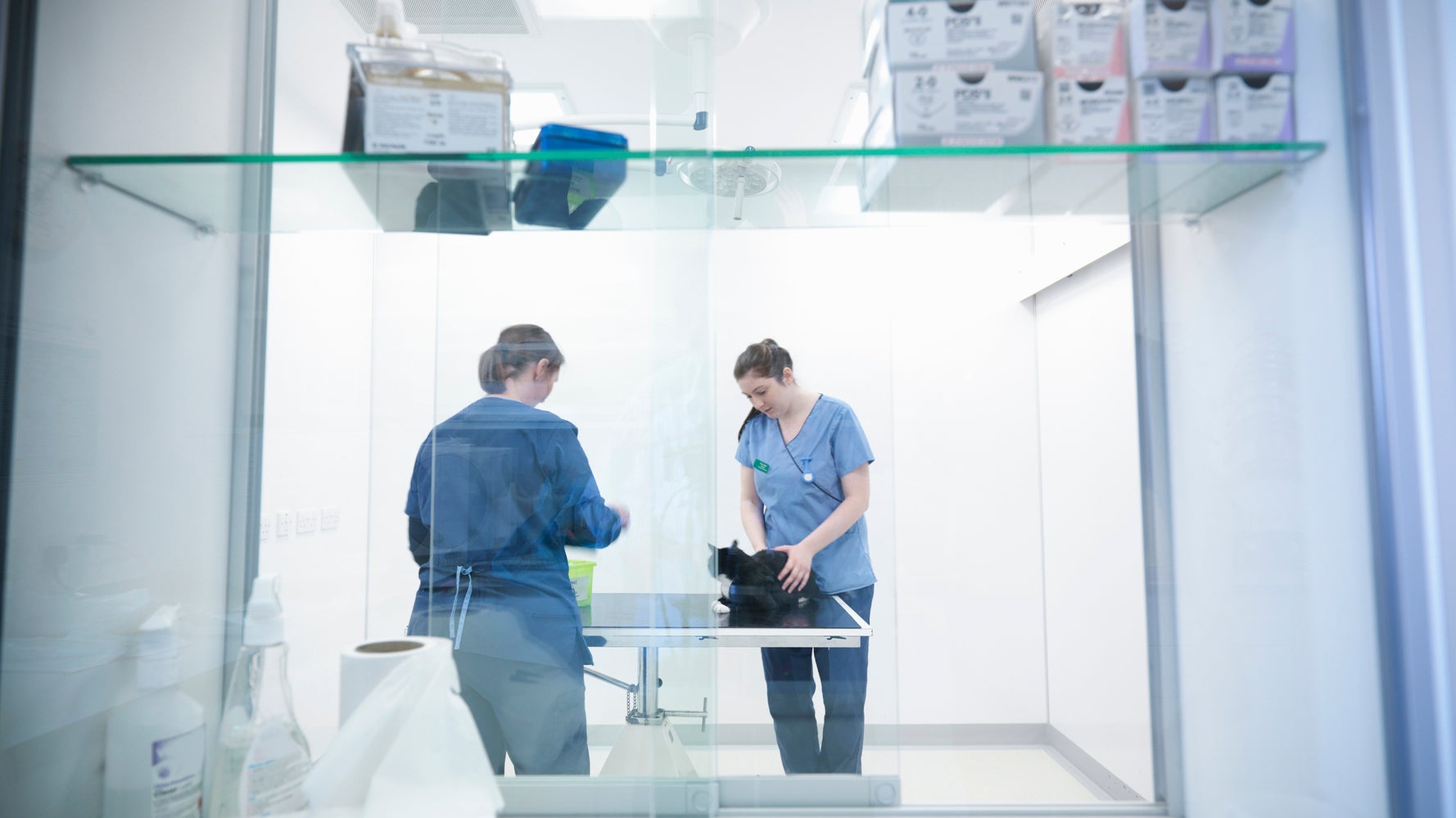 I Was A Vet For 15 Years. Then I Realised Keeping Pets Is Immoral