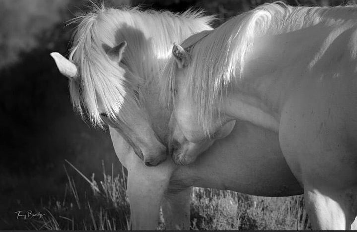 La fotografía salvaje de Tammy Beveridge.