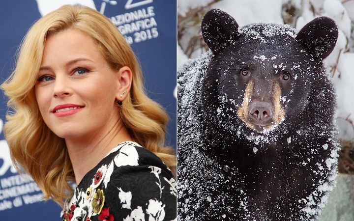 While the exact details of Elizabeth Banks' “Cocaine Bear” film are being kept under wraps, it's apparently based on the true story of a bear (not the one pictured) who died after consuming cocaine dropped from a plane.