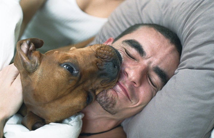 Perro lamiendo a su dueño.