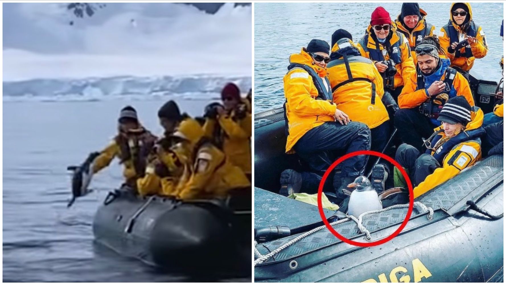 ペンギン危機一髪 シャチに追われ 観光客のボートに飛び乗る ハフポスト