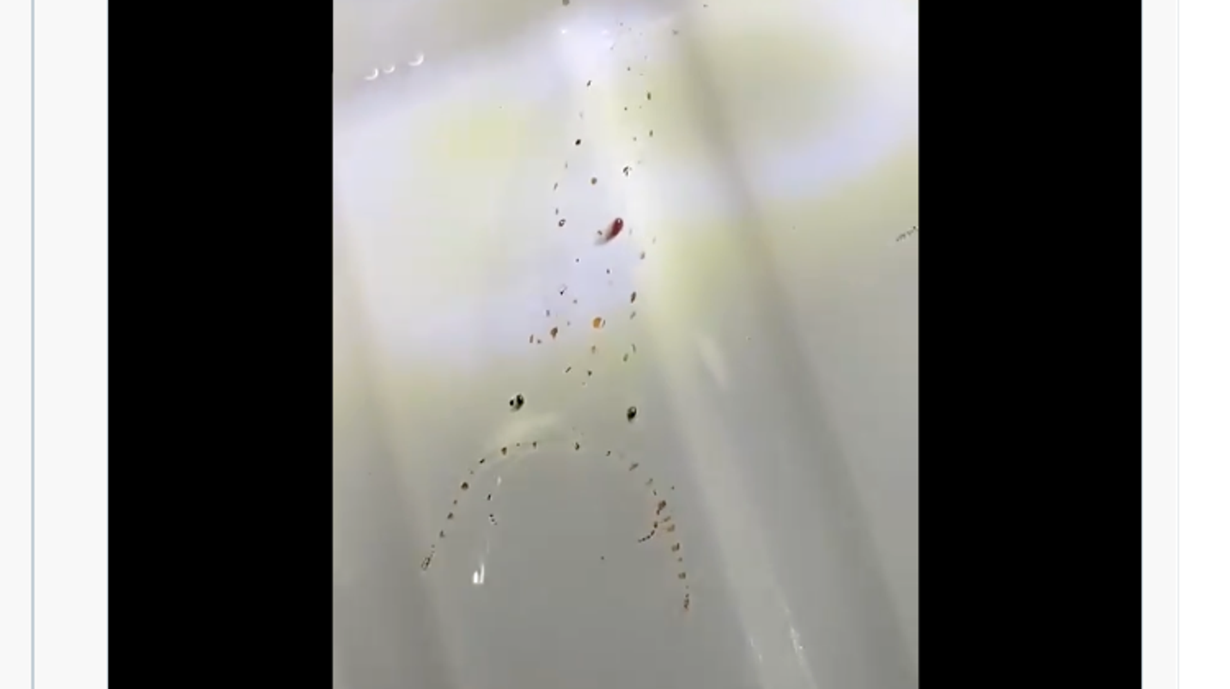 あなたには見えますか 真の 透明なイカ の姿が 動画 ハフポスト あなたには見えますか 真の 透明なイカ の姿が 動画 ハフポスト