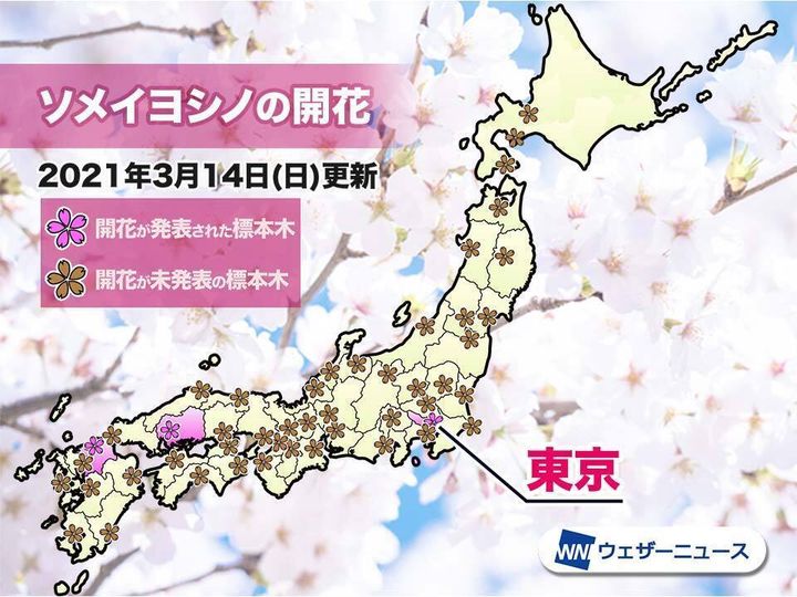 桜開花マップ