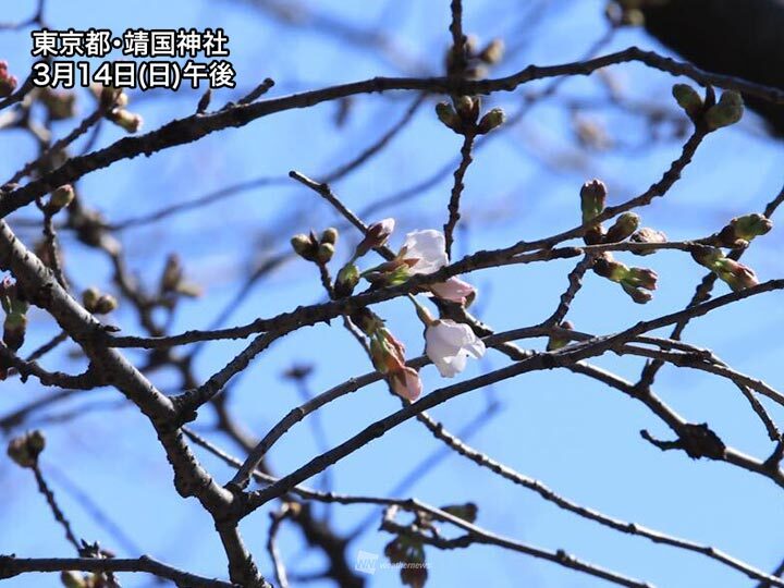 東京で桜が開花。2020年に並んで観測史上最も早い記録に | ハフポスト NEWS