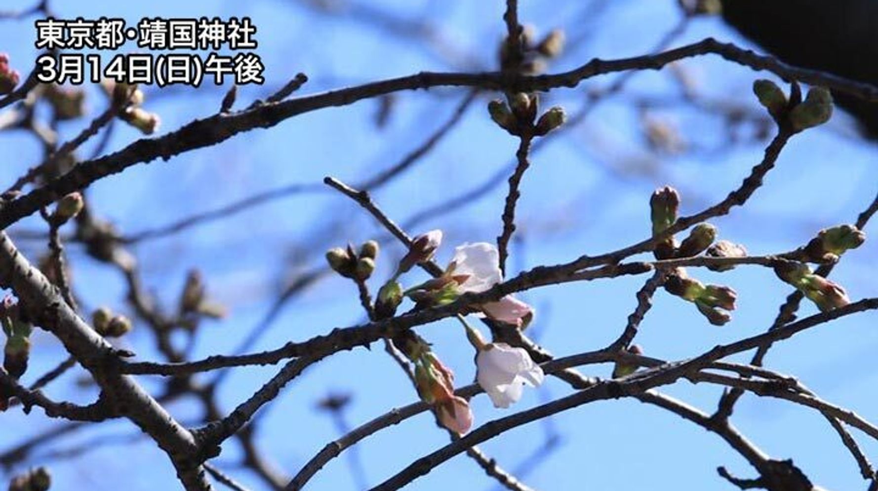 東京で桜が開花 年に並んで観測史上最も早い記録に ハフポスト