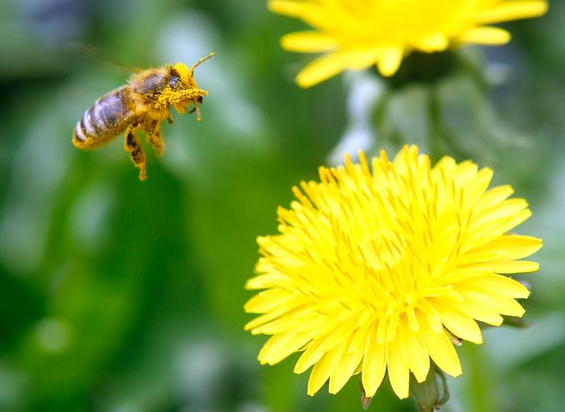 Le retour des néonicotinoïdes, surnommé l'insecticide 