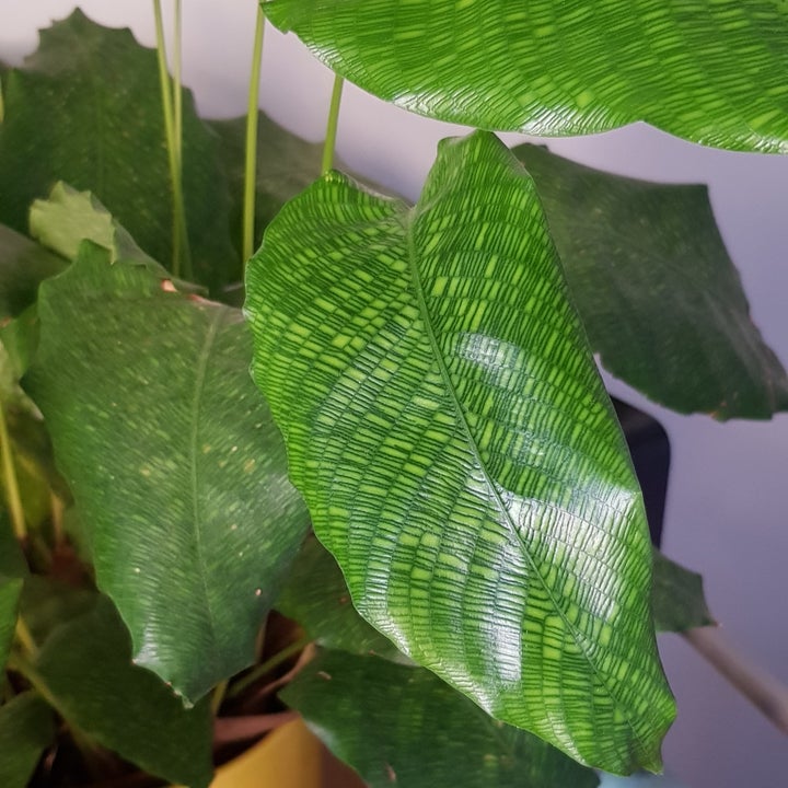 Cathie's calathea (network) with its intricate leaves.