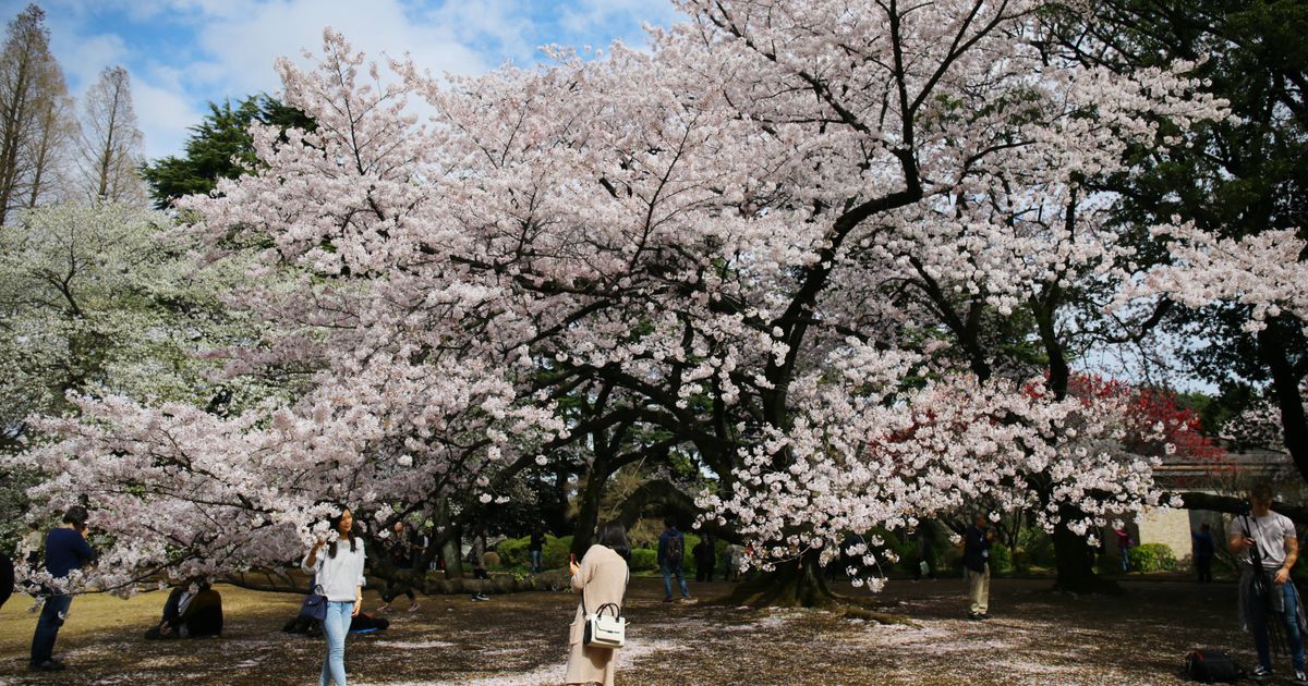 新宿御苑での花見は「事前予約制」。予約方法は？期間は3月16日から4月25日まで。環境省が発表
