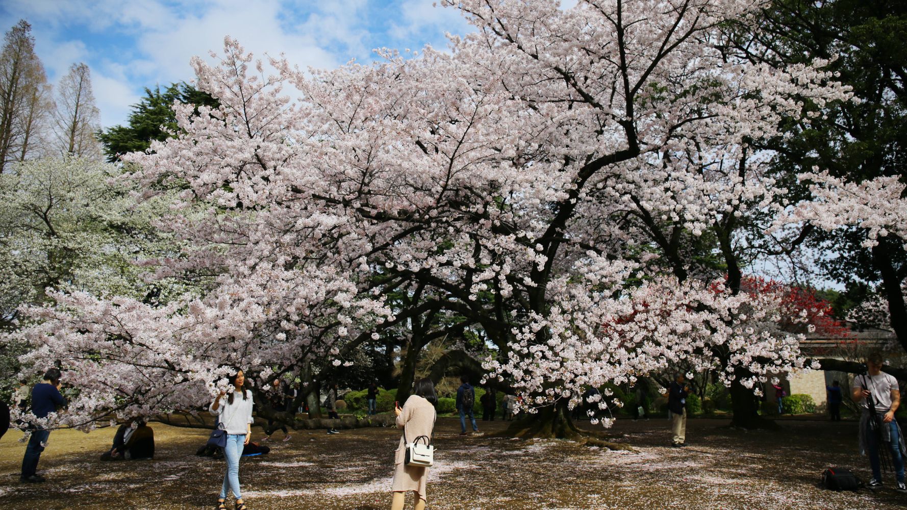 新宿御苑での花見は 事前予約制 予約方法は 期間は3月16日から4月25日まで 環境省が発表 ハフポスト