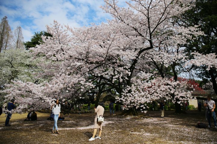新宿御苑の桜（2017年撮影）