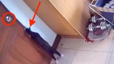 Camera Captures Clever Kitty Learning To Open A Door With A Doorknob 2 60505a572400005d0025ef0a