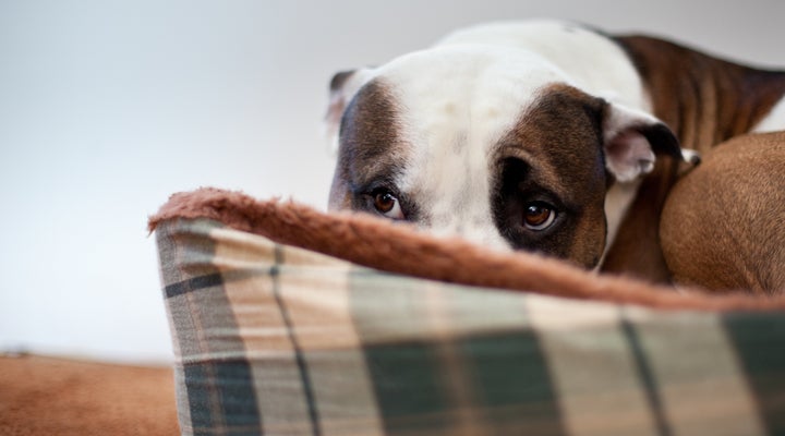 It’s important to be prepared to address your and your pet’s needs when natural disasters arise.