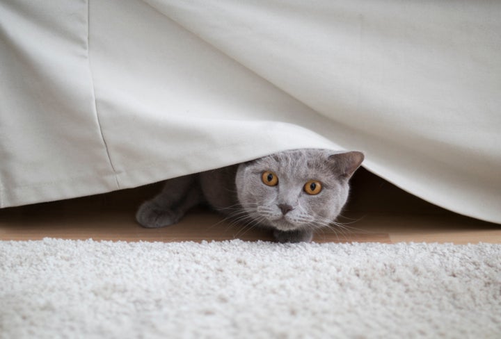 It's important to keep an eye on pets if you're sheltering in place. Noises and other sensory aspects of a natural disaster can cause them to feel overwhelmed and confused.