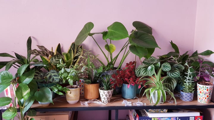 Cathie's plant collection is ever-growing.