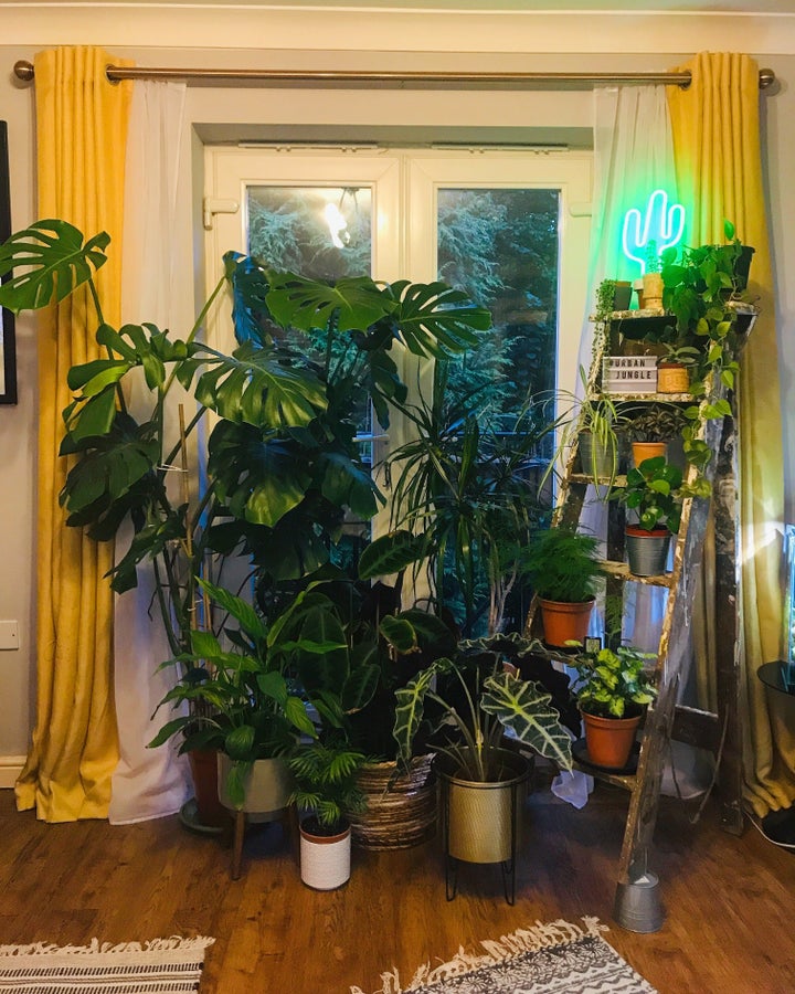 Connor's living room is teaming with plant life.