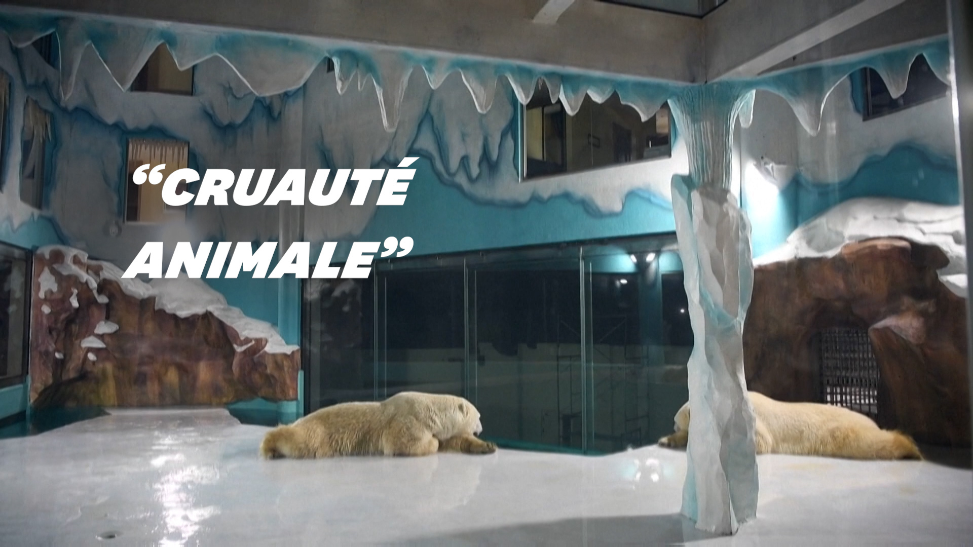 En Chine, cet hôtel exhibe deux ours polaires et fait polémique