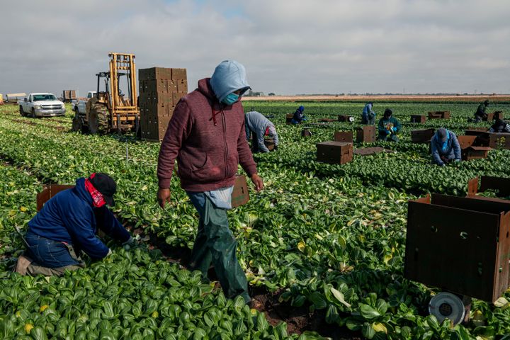 Farmworkers pick bok choy on Jan. 22, 2021, in Calexico, California. President Joe Biden has unveiled an immigration reform proposal offering an eight-year path to citizenship for undocumented immigrants, green cards for DACA recipients and temporary protected status for undocumented farmworkers already in the United States.