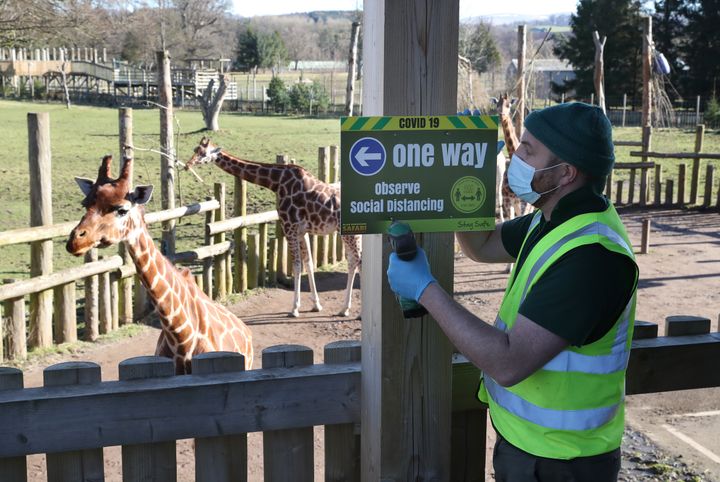 Dave Warren attaches Covid safety signs to the giraffe platform at Blair Drummond Safari Park, near Stirling as the park prepares to reopen on Saturday.
