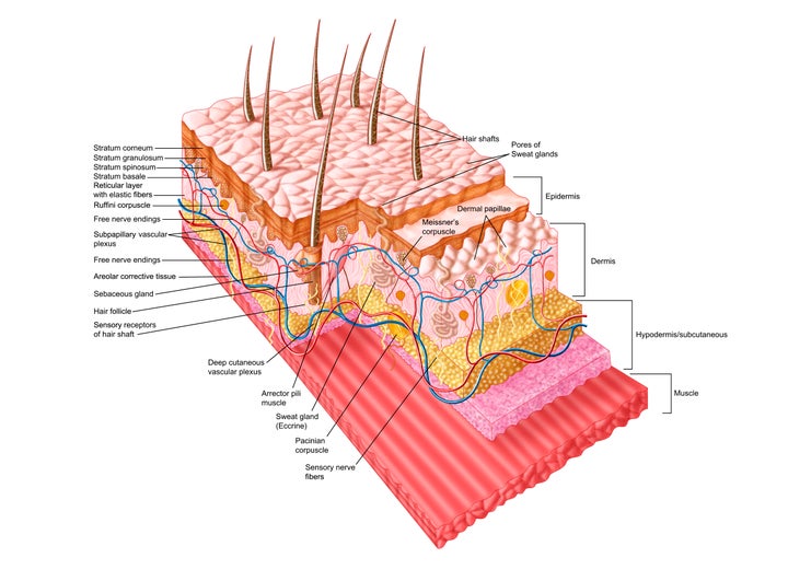 A diagram of the skin’s many layers.