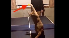 Quincy The Cat Plays Ping Pong And He Can Probably Whoop Your Tail, Too 2 6052f52a240000710725f236