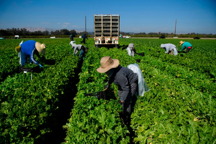 Farmworkers wear face masks while harvesting curly mustard in a field on Feb. 10 in Ventura County, California.