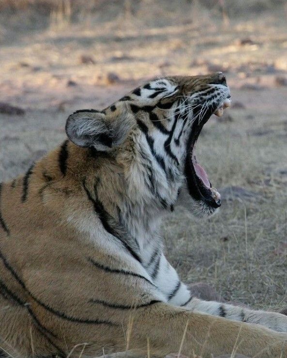Η διασημότερη άγρια τίγρη στον κόσμο, Μαχάλι