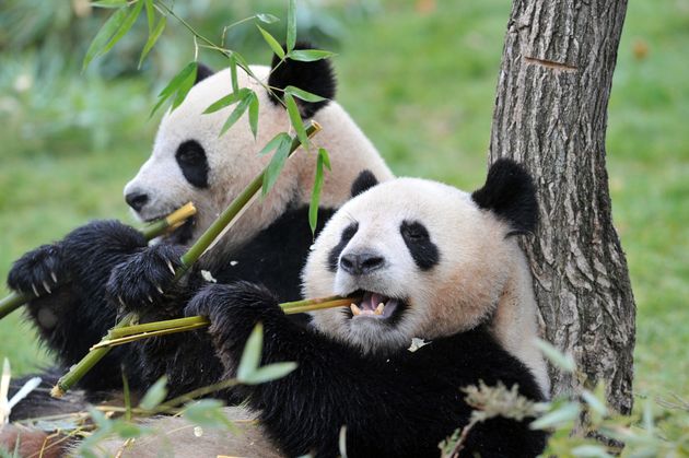 Les pandas Huan-Huan et Yuan-Zi le 18 février au zoo de Beauval.