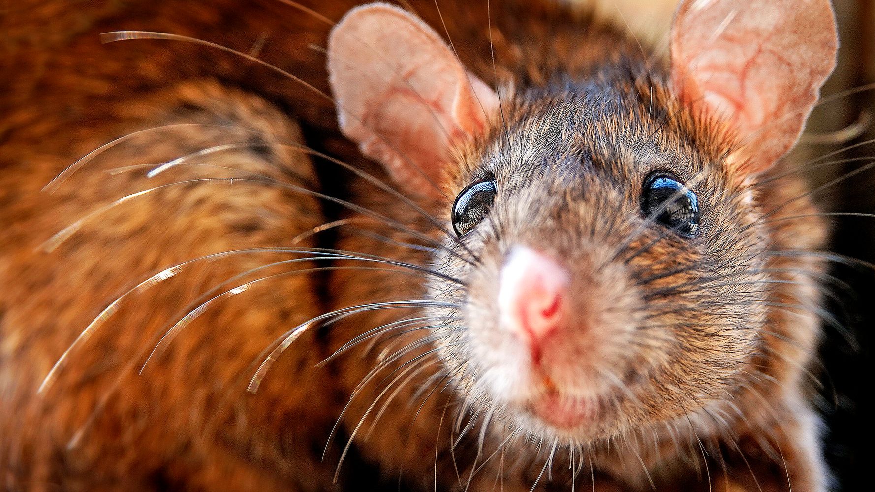Images of the massive plague of mice in Australia will haunt your nightmares