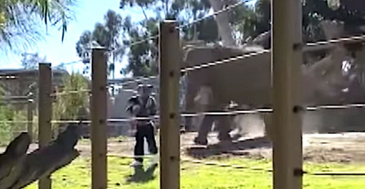 Watch Horrifying Moment Dad Takes Toddler Into US Zoo Elephant Pen — And Animal Charges HuffPost UK News