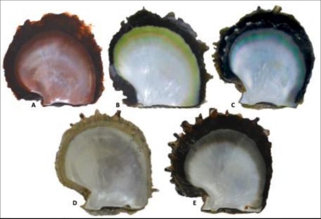 Différentes couleurs de l'intérieur de la coquille de P. margaritifera (l'espèce de l'huître étudiée) : (A): rouge, (B): jaune, (C): vert, (D): albino, (E):noire .