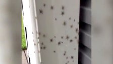 Swarms Of Snakes And Spiders Flee Toward Homes To Escape Australia Floods 2 60595efc250000a6081d916f