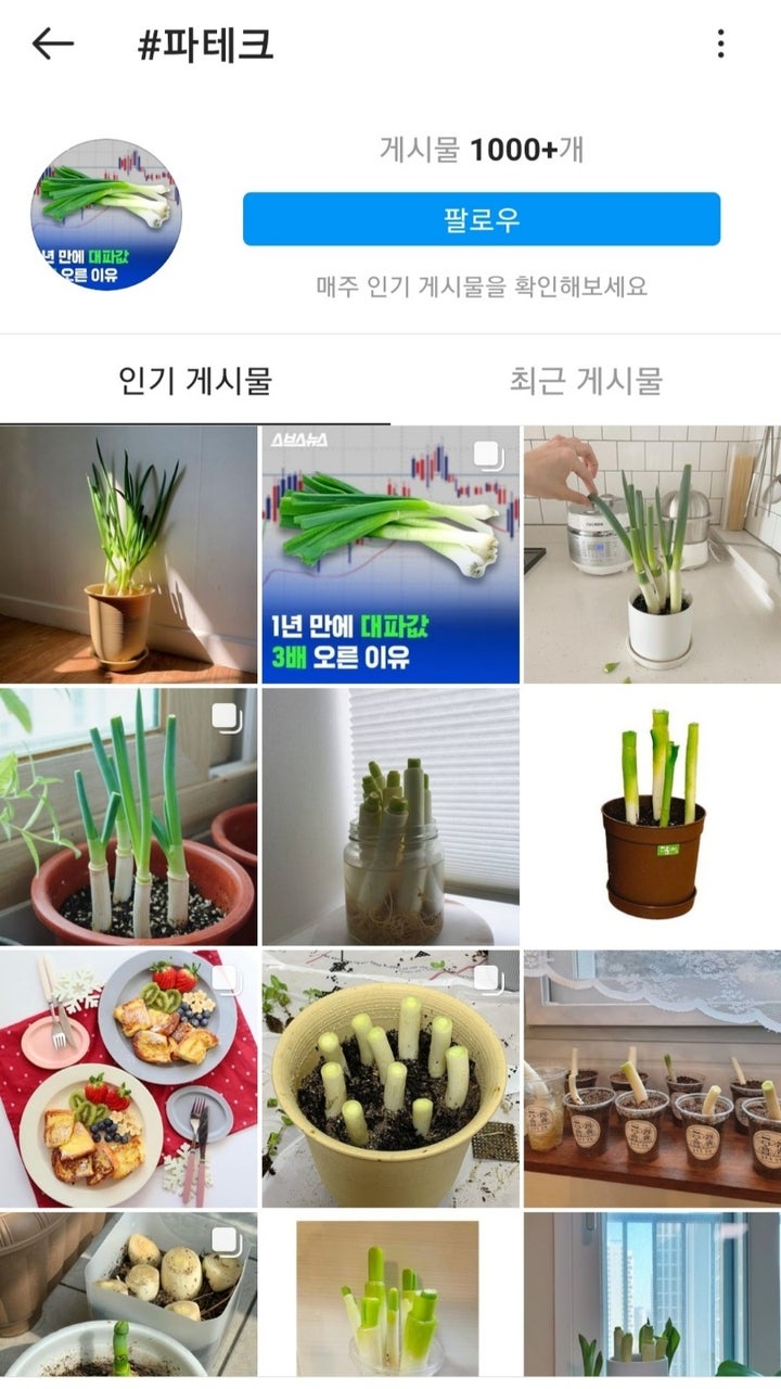 인스타그램에서 '파테크'를 검색했을 때.