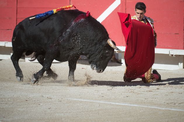 Un taureau dans les arènes d'Arles, le 16 avril 2017 (photo d'illustration)