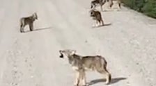 Wolf Pups Practice Their Howling And It's Adorably Terrifying 2 605af3ad390000d71feb1f94
